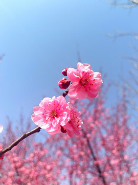 春季桃花盛开