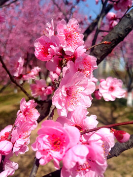 春季花卉碧桃