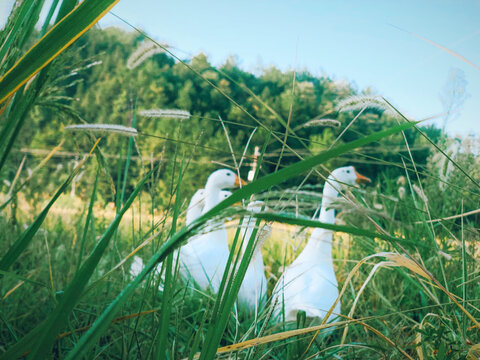 湖南丘陵秋日金黄的稻田和大鹅