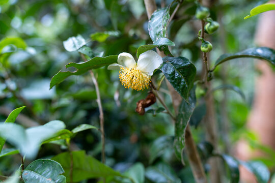 白色开花植物茶花