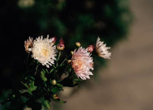 盛开的菊花