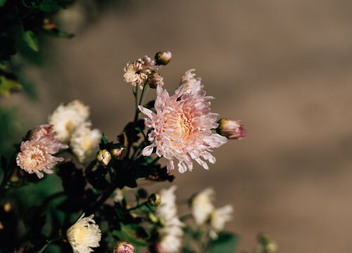 盛开的菊花