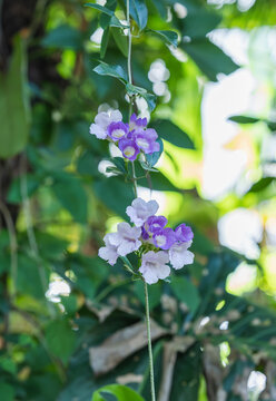 紫花植物蒜香藤