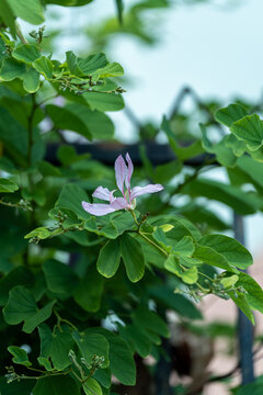 粉红色开花植物羊蹄甲