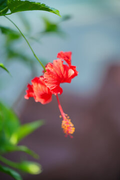 红色开花植物吊灯扶桑