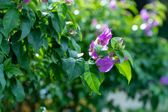 紫花植物叶片特写