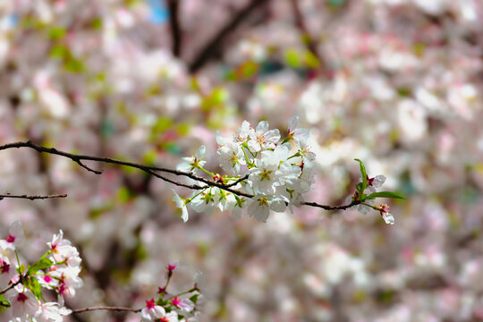 樱花