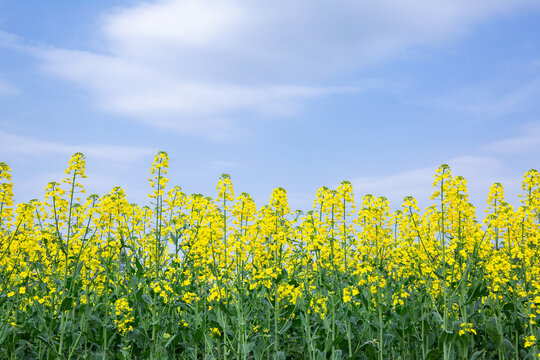 蓝天油菜花