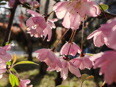 逆光海棠花