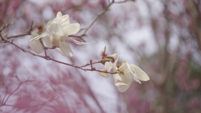 白玉兰花