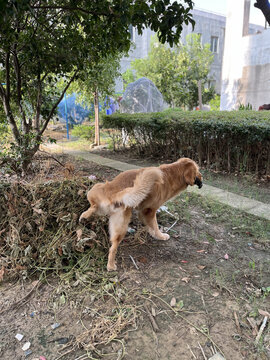 一只正在尿尿的金毛犬