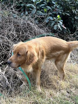 一只正在尿尿的金毛犬