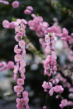 雨后梅花特写