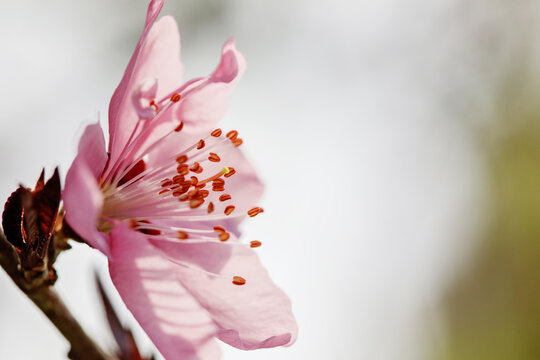 桃花花蕊