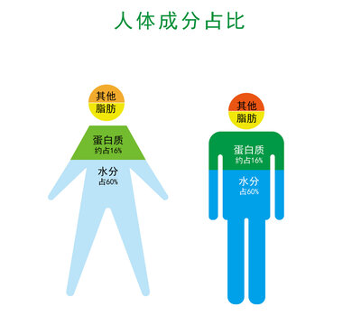 人體構(gòu)成圖矢量
