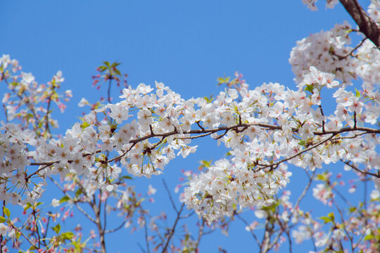 樱花