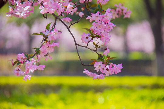 海棠花