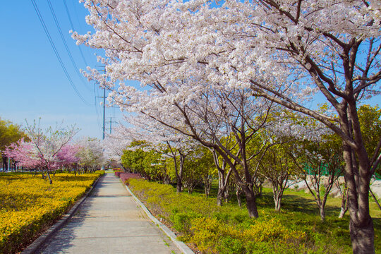 樱花大道