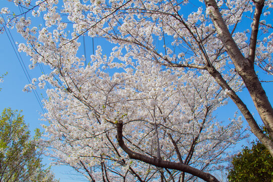 春日樱花