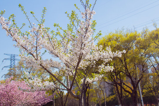 春日樱花