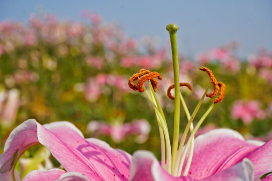 百合花花蕊