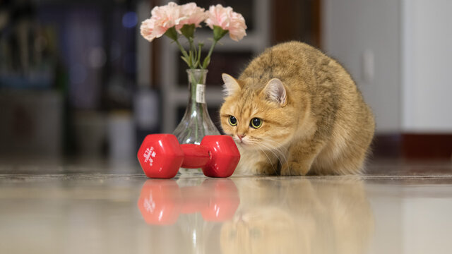 室内金渐层猫玩具