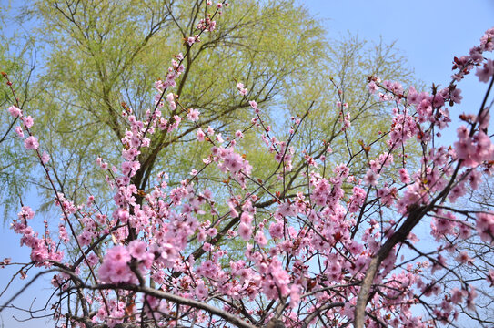 梅花柳树