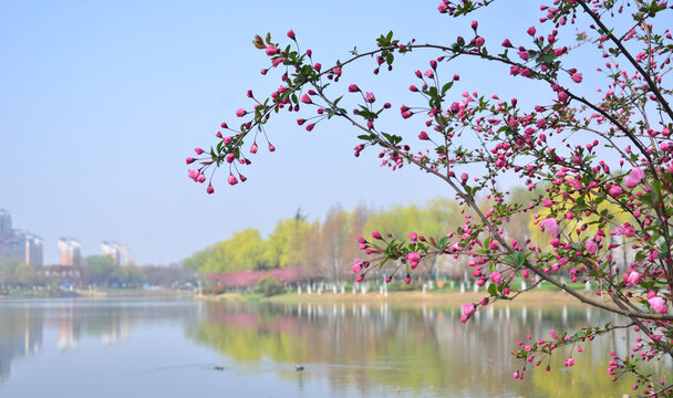 海棠花