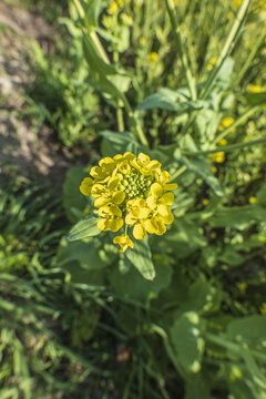 油菜花