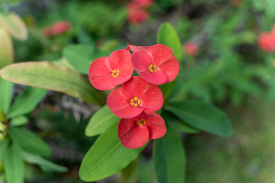 红色开花植物铁海棠