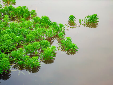 轮叶狐尾藻在水池中蔓延开