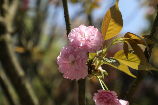 樱花