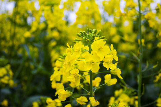 油菜花