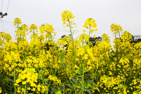 油菜花