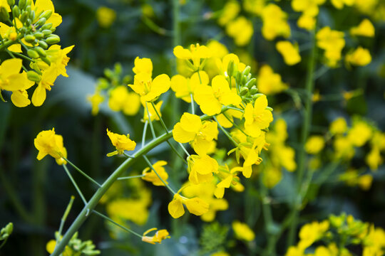 油菜花