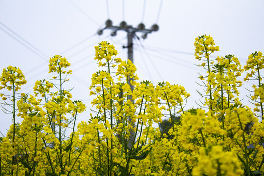 油菜花