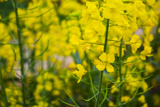 油菜花