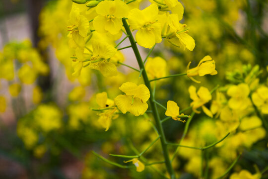 油菜花