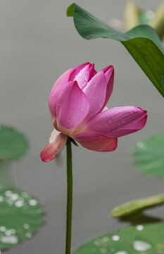 雨后莲花