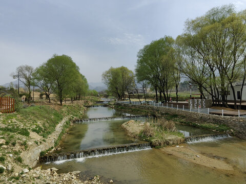 河道柳树