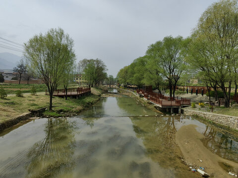 河道柳树