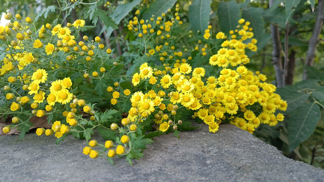 野菊花