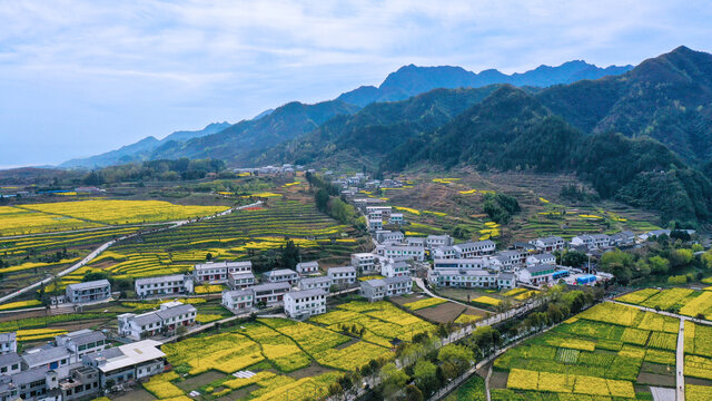 敖家坝油菜远景