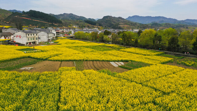 敖家坝油菜田地