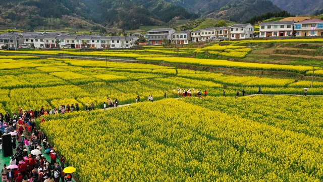 敖家坝油菜美景