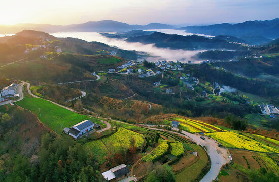 县河马鞍山油菜