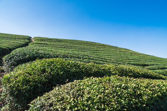 春天的茶园