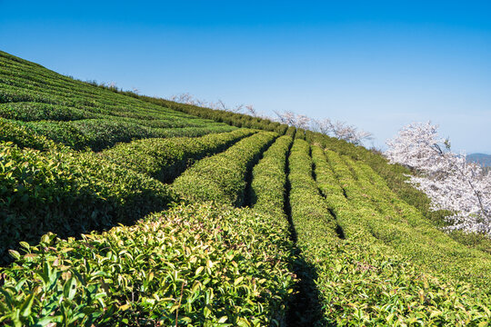 春天樱花与茶园