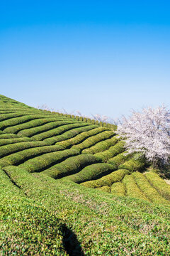 春天樱花与茶园