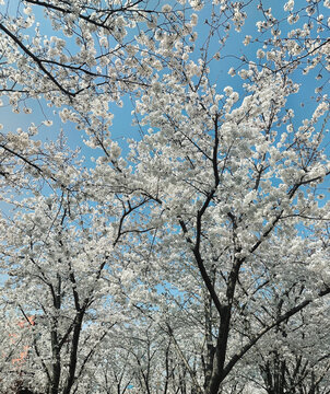 白色樱花林